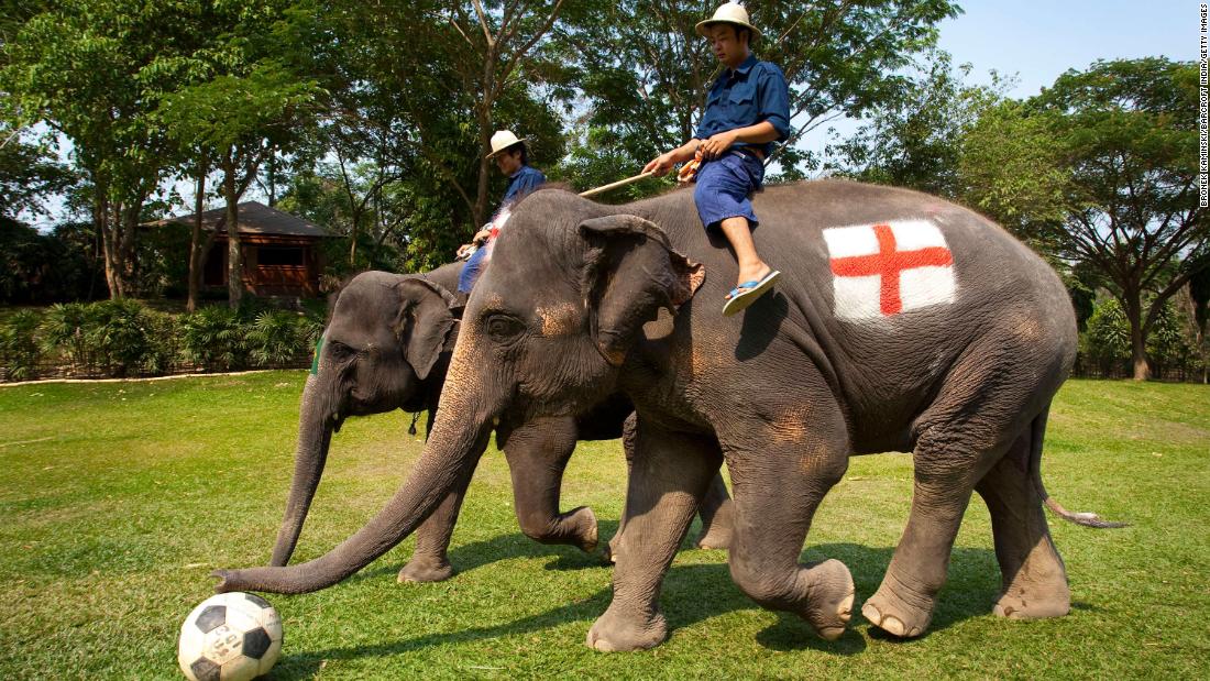 El parque de elefantes de Tailandia promete eliminar los viajes turísticos debido al virus