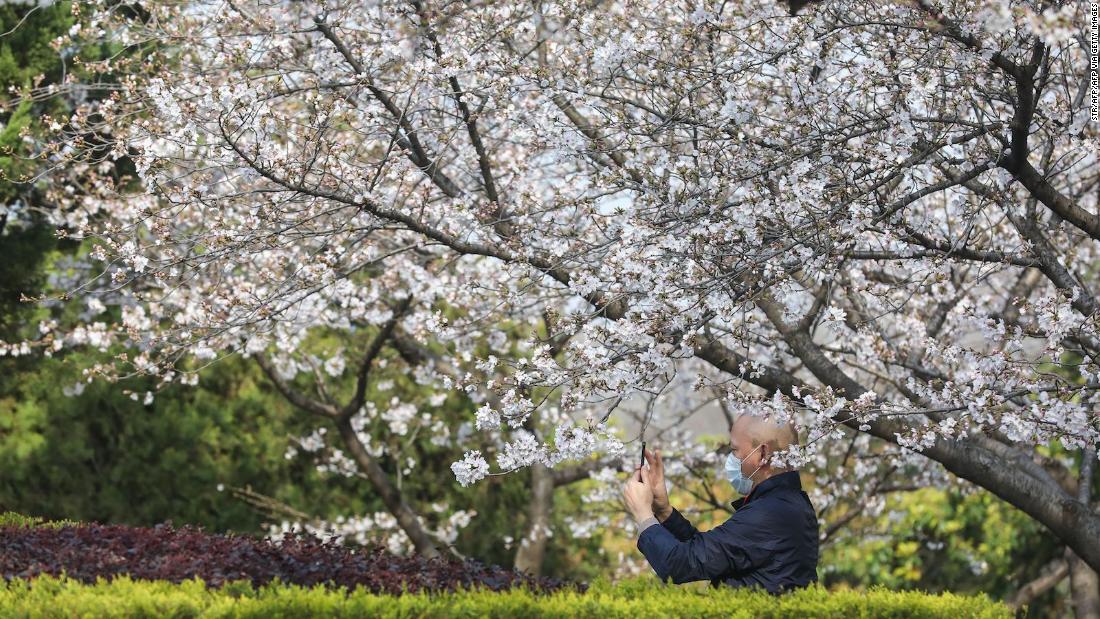 Las flores de cerezo florecen en Wuhan, creando impresionantes escenas de belleza y renovación.