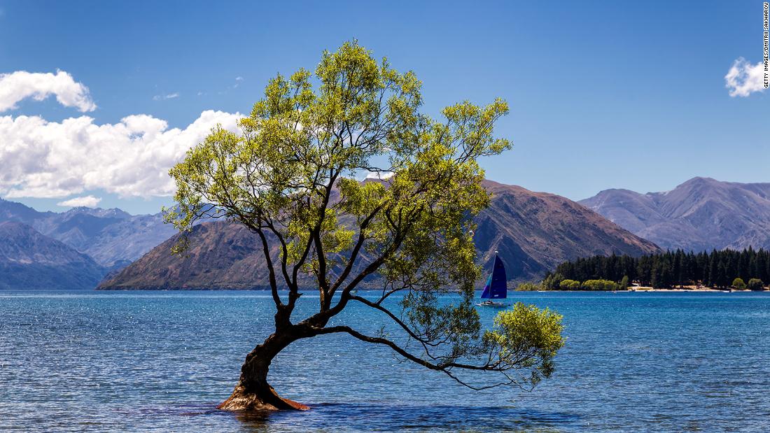 "Ese árbol Wanaka", el árbol más famoso de Nueva Zelanda, devastado