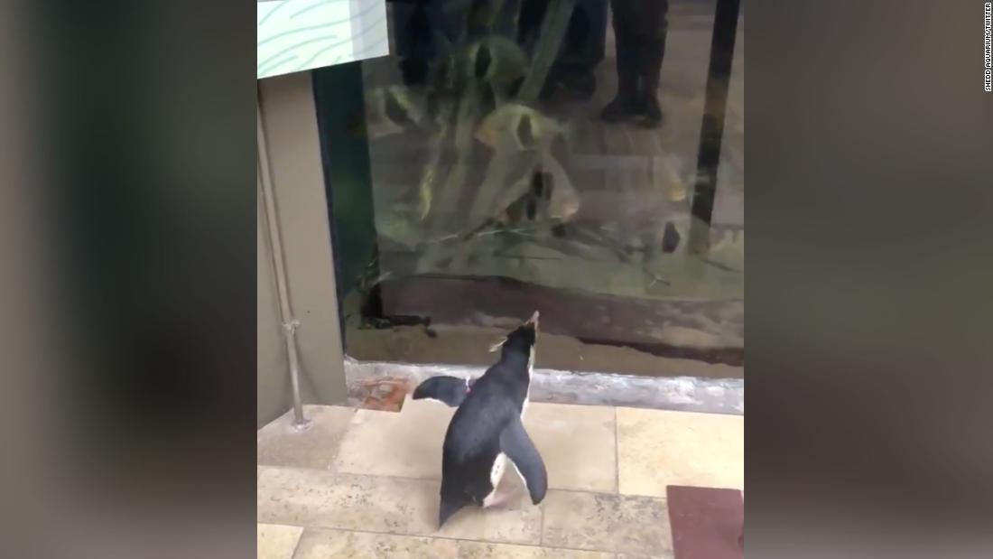 Los pingüinos exploran el acuario Shedd de Chicago después de cerrar debido al coronavirus