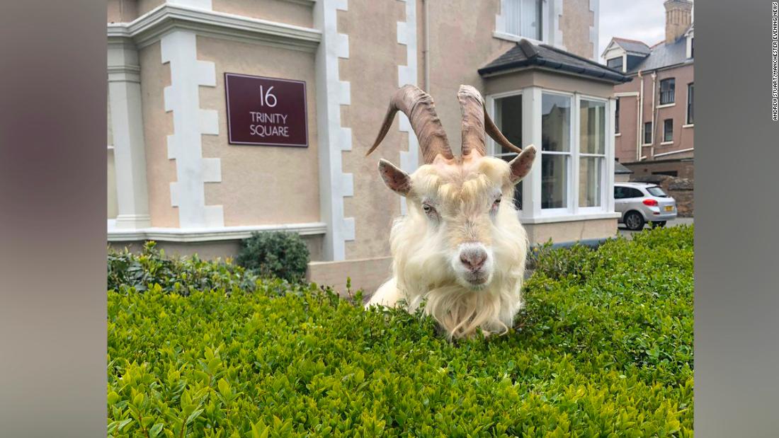 Llandudno: las cabras salvajes se apoderan de una ciudad galesa durante un bloqueo de coronavirus