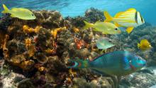 El arrecife de coral de Jamaica ha sido diezmado en solo 15 años. 