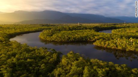 Algunos científicos dicen que la selva amazónica ya está llegando a un punto crítico. 