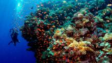 ¿Pueden las granjas de coral salvar nuestros arrecifes?