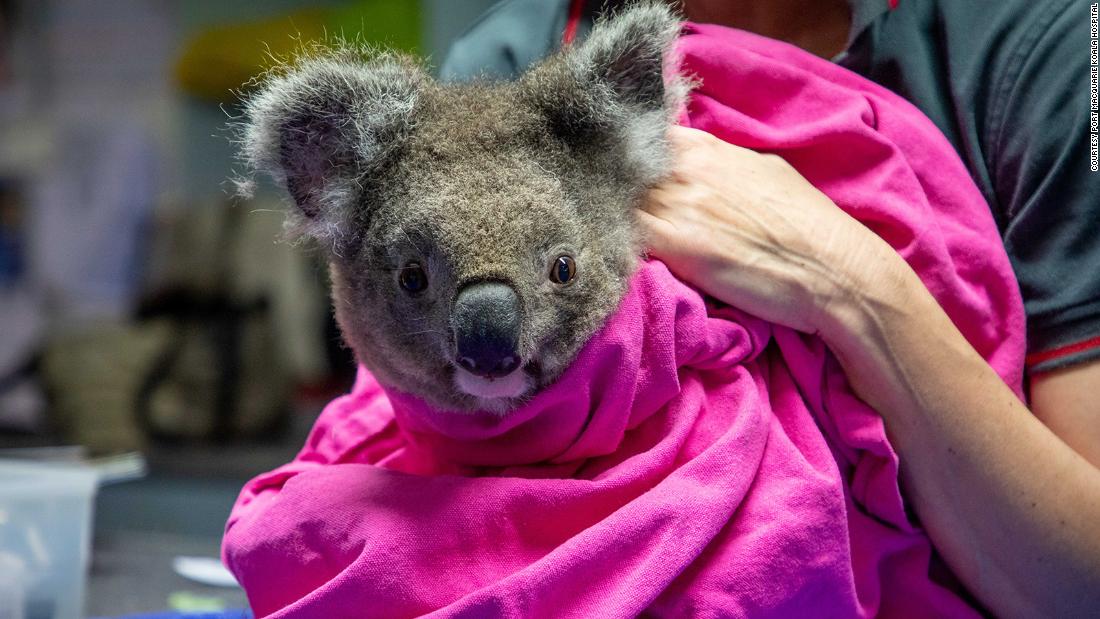 Koalas heridos en Australia incendios forestales nuevamente liberados