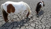 Los caballos buscan pasto para un pasto en un campo agrietado por la sequía en Córcega.