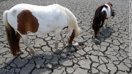 Los caballos buscan pasto para un pasto en un campo agrietado por la sequía en Córcega.