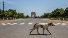 Un perro callejero camina frente a la histórica Puerta vacía de la India el 30 de marzo de 2020. En Nueva Delhi, India. 