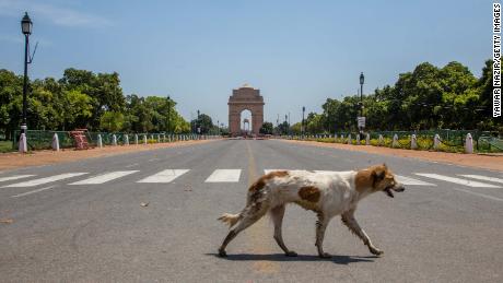 Un perro callejero camina frente a la histórica Puerta vacía de la India el 30 de marzo de 2020. En Nueva Delhi, India. 