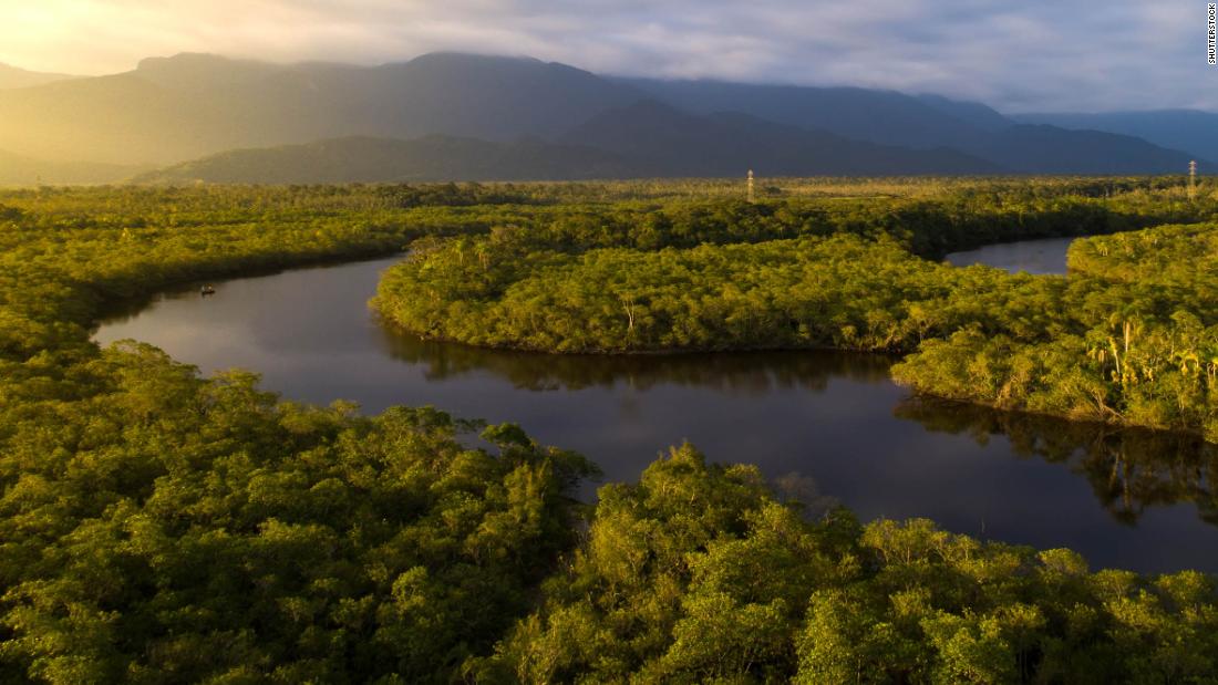 Los científicos advierten que la selva amazónica puede desaparecer en menos de 50 años después de alcanzar un punto crítico