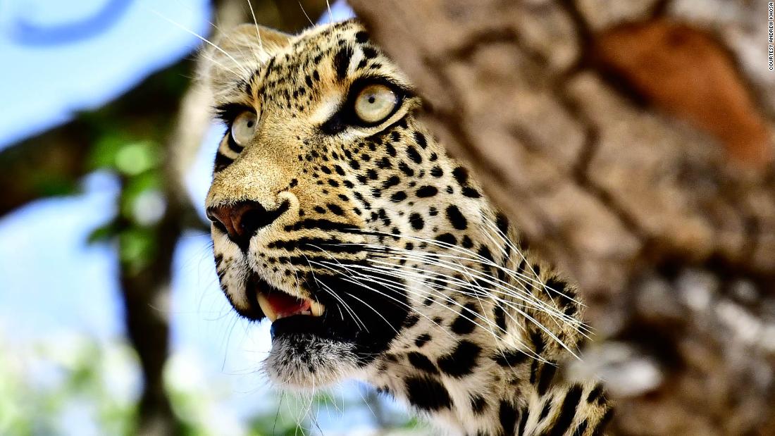Cómo WildEarth de Sudáfrica presenta un leopardo en tu sala de estar