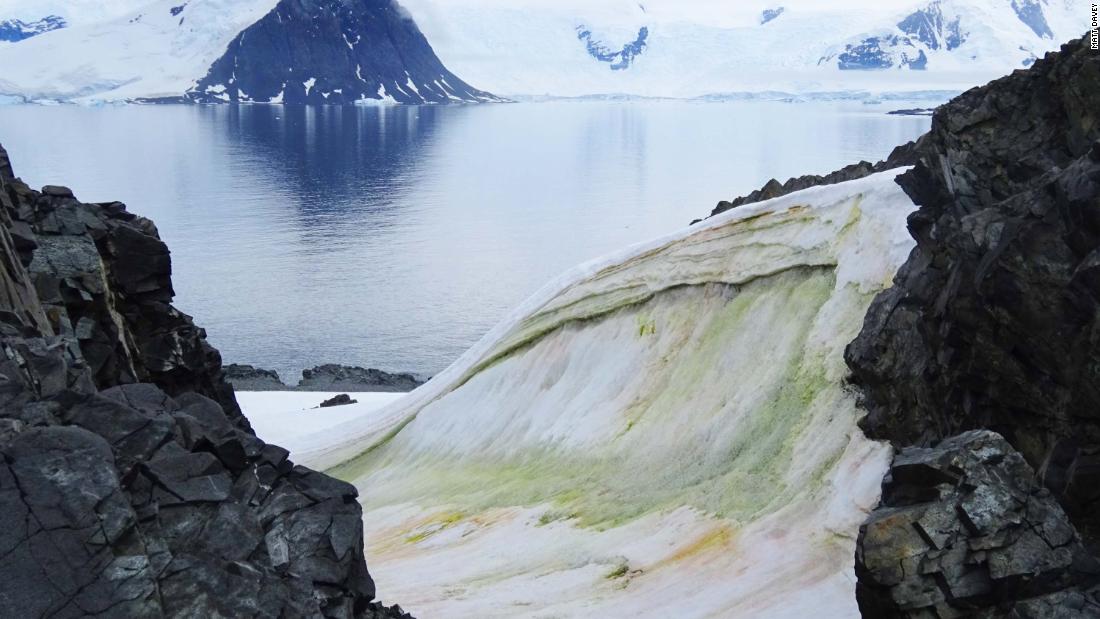 El cambio climático conduce a la nieve verde en la Antártida