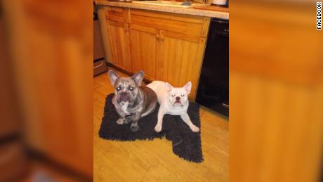 Dos perros Lisa Urso en la foto: Blue, Left y Rocco. 