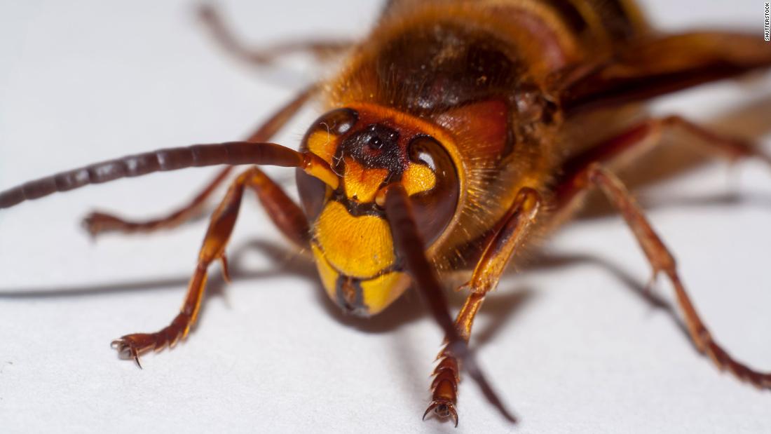 Los científicos dicen que los 'avispones avispones' aparecieron por primera vez en los EE. UU.
