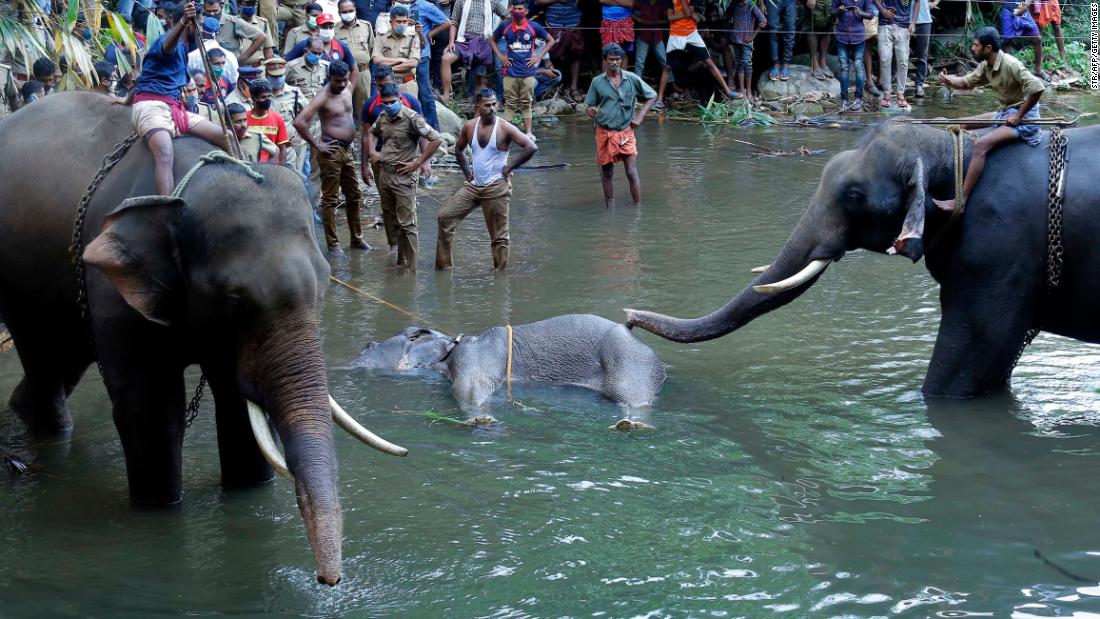 Un elefante en Kerala muere cuando los petardos sospechosos escondidos en la fruta explotan en su boca