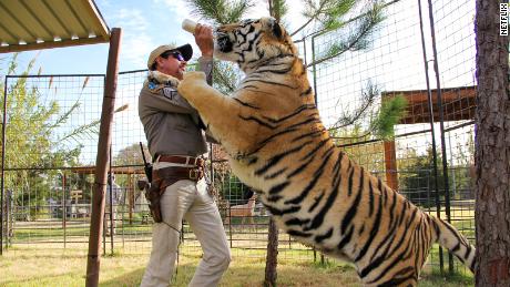 Se ha informado que Tiger King Joe Exotic tiene más de 200 gatos grandes en su zoológico de Oklahoma.
