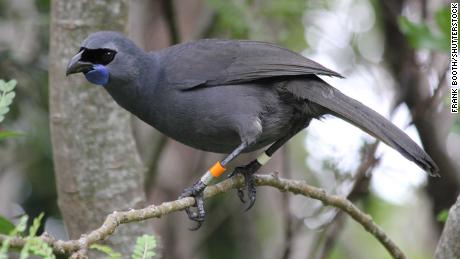 Kokako, un ave nativa de Nueva Zelanda, en la Reserva Natural de la Isla Tiritiri Matangi.