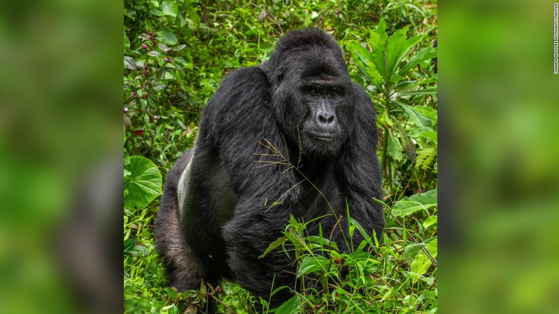 Cuatro cazadores furtivos arrestados en relación con la muerte del raro gorila plateado Rafika