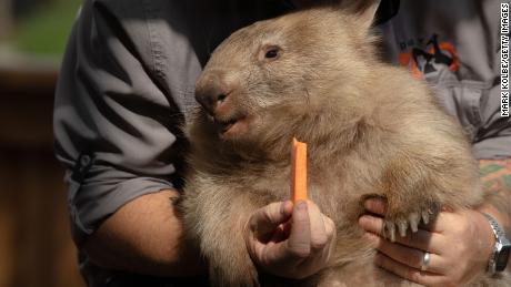 Los wombats modernos son mucho más pequeños. 