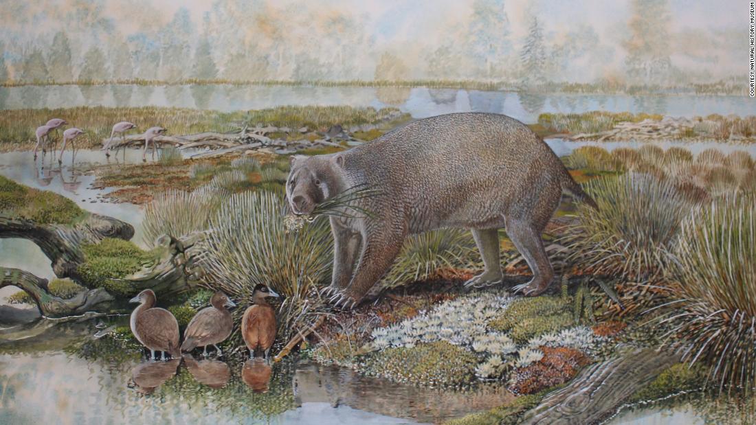 Gigantes criaturas parecidas a wombat, del tamaño de osos negros, alguna vez vagaron por la tierra