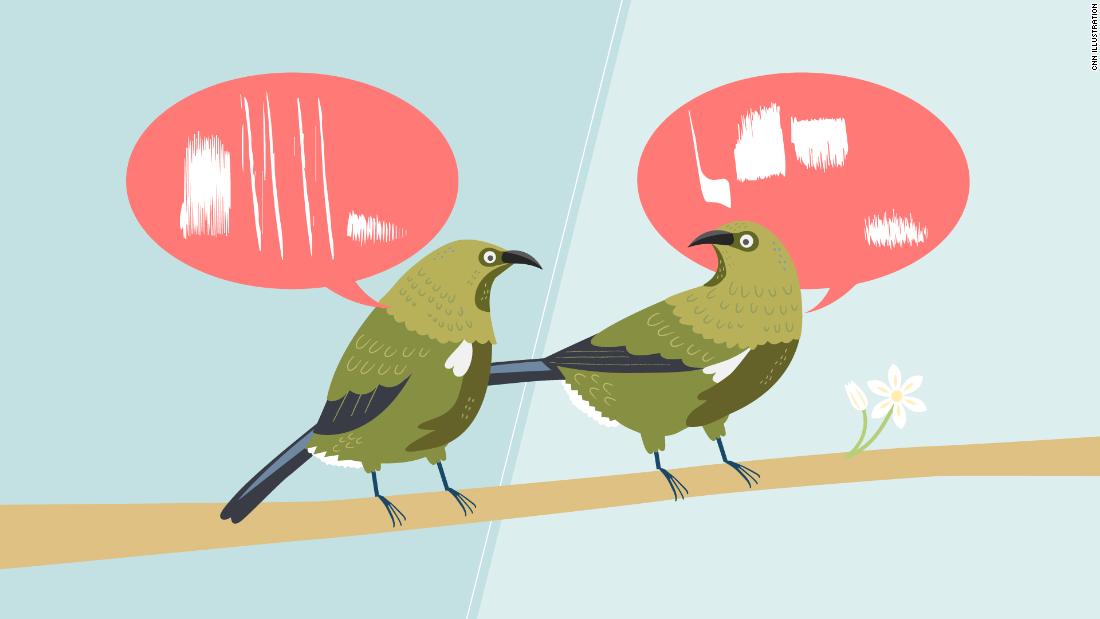 No todas las aves cantan la misma canción. También tienen dialectos
